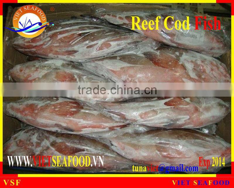 WHOLE ROUND FROZEN REEF COD FISH
