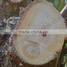 Long wooden handle garden saw