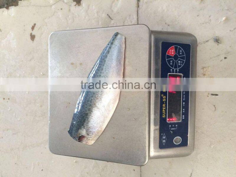 frozen scomber japonicus mackerel fillet