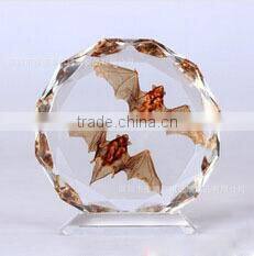 High quality crystal insect specimen (CP-10042)