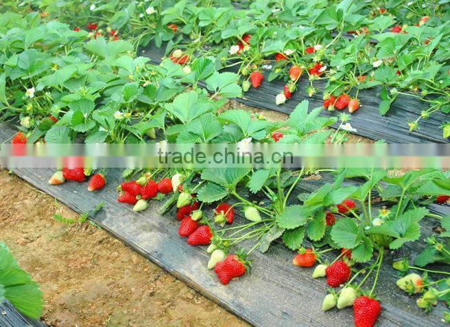 High quality bubble milk tea powder of strawberry
