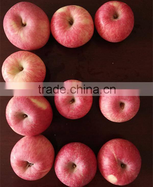 Best selling nutritious Apple Fuji Apples Chinese Fuji Apple