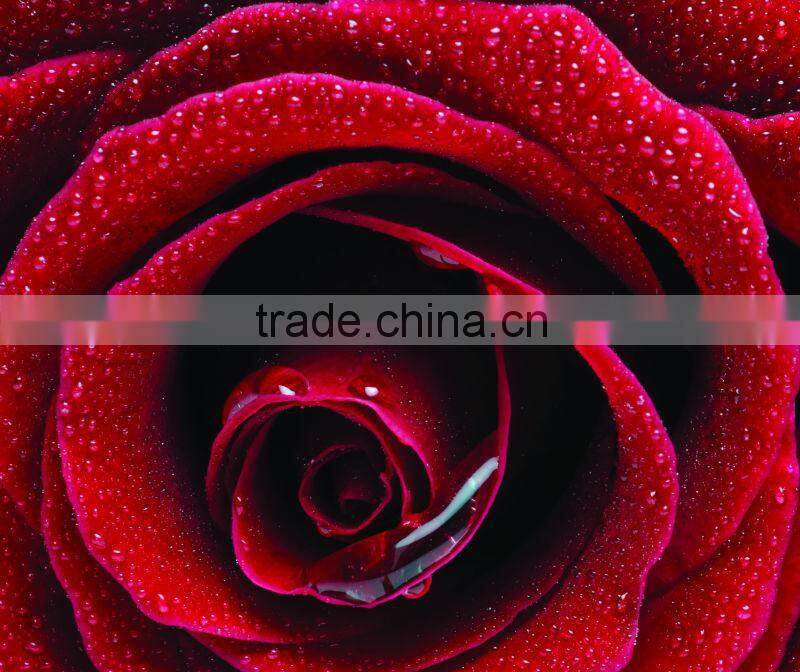 Pure Rose Essential Oil On Sale From BORG EXPORT