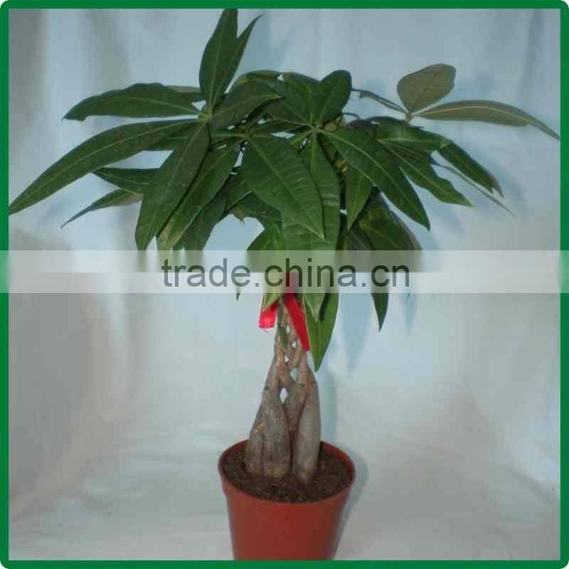 5 braided 60cm pachira aquatica bonsai money tree plant indoor ornamental decorative potted plants nursery