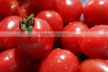 Canned Tomato Paste in Can