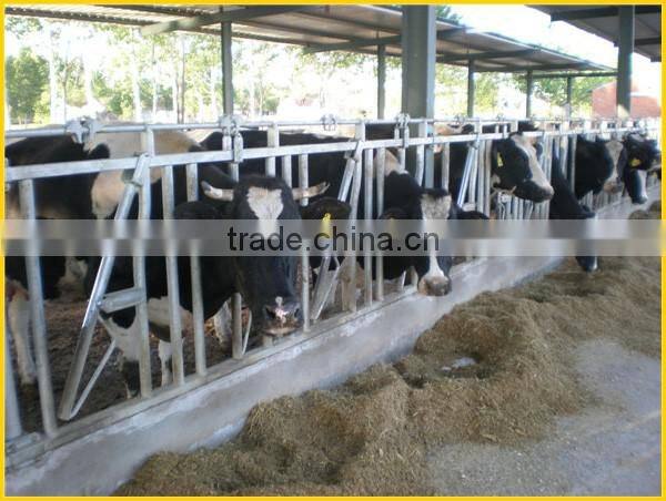KLN dairy farm head-lock for cow