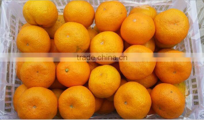 Orange Type and Fresh Style best price chinese orange packing cartons