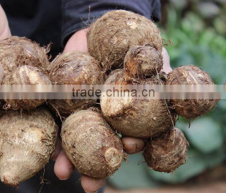 fresh fiji taro cheap price