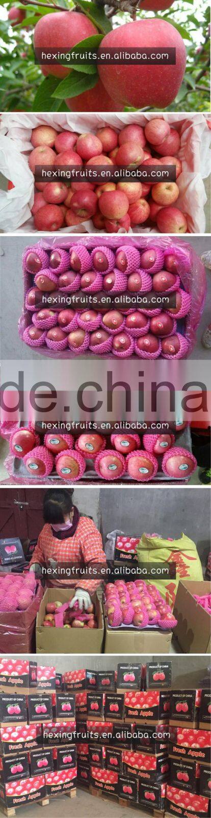 large quantity fresh green qinguan apple from China