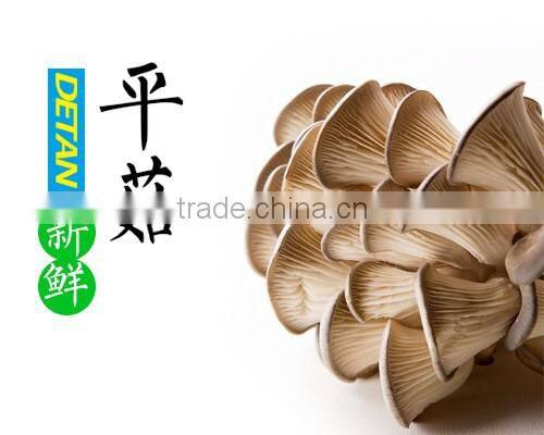 fresh ,frozen ,dreid oyster mushromm best price