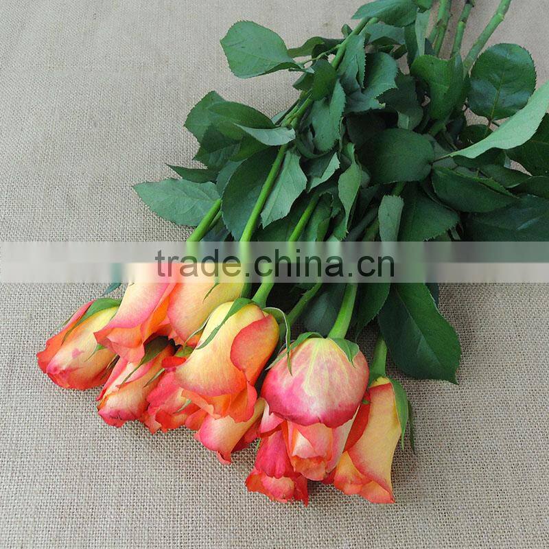 Supply good quality fresh cut natural rose flowers from plants base