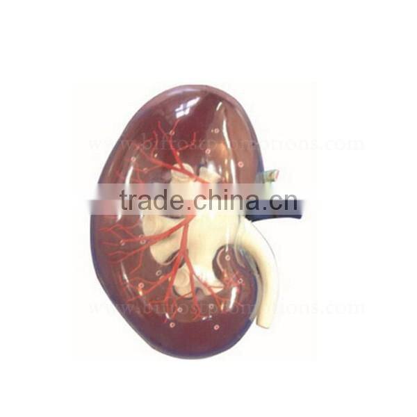 Vivid Human Body Anatomy Model Kidney With Artery