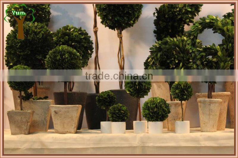 Commercial decorative preserved spiral boxwood topiary