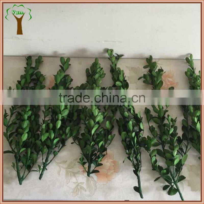 Preserved boxwood branch and stem wholesale