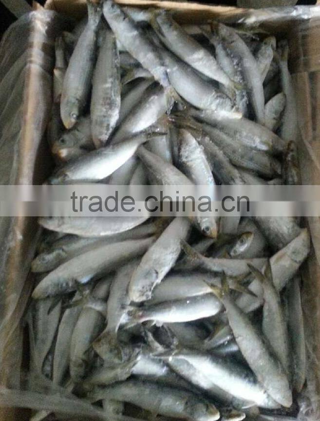 Frozen Tuna And Sardine Fish