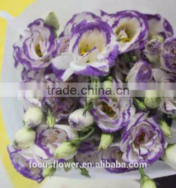 Beautiful Purple Ring Eustoma Flowers For Export