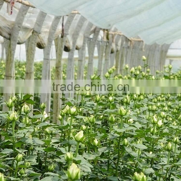 Fresh promotional fresh cut flowers tulip