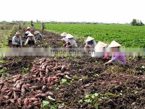 FRESH PURPLE SWEET POTATO - HIGH QUALITY - GOOD PRICE