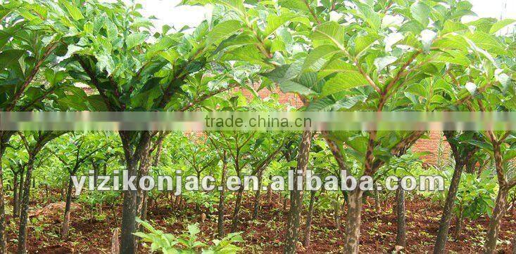 Deep Cleansing Pore Refreshing Natural Facial Skin Care Cellulose Sponge Set