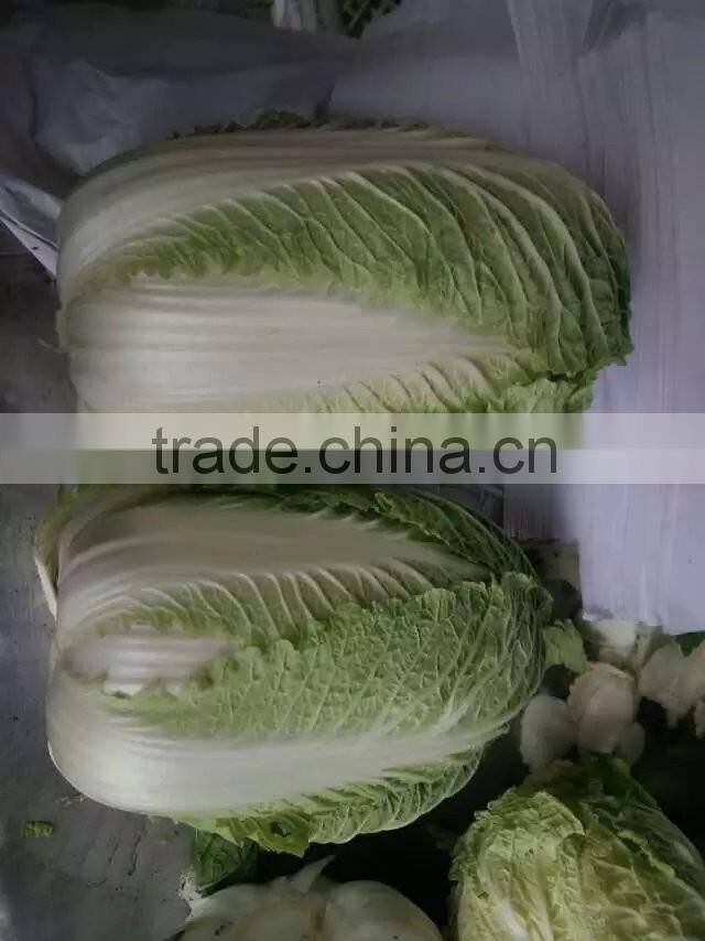Fresh Chinese cabbage
