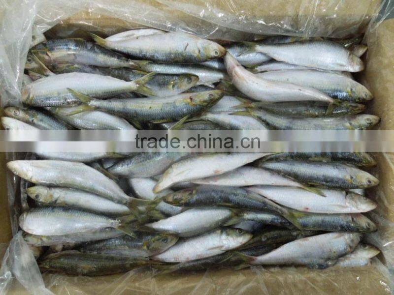 Frozen Sardine Fish For Bait And Canning