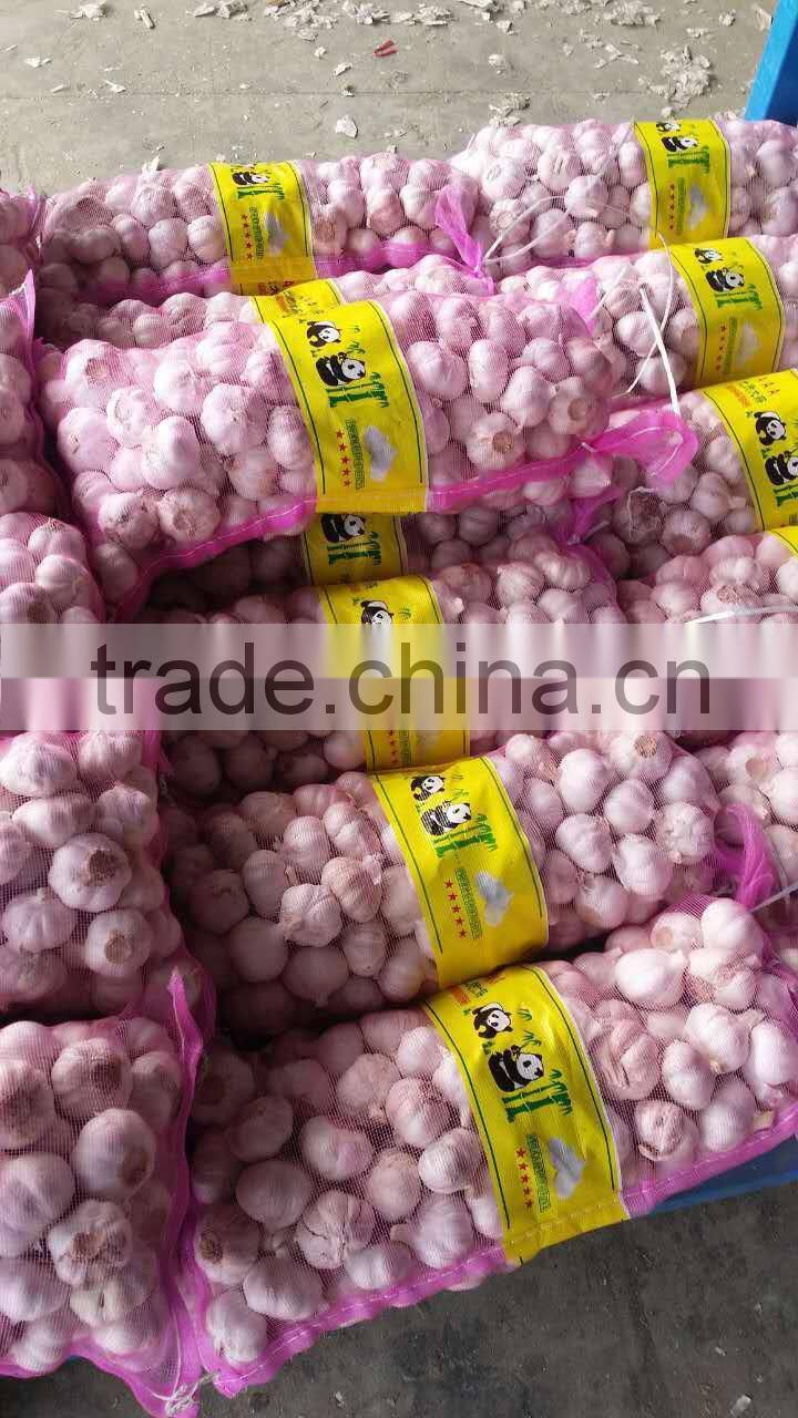 Best Quality And Competitive Price Normal White Garlic And Pure White Garlic