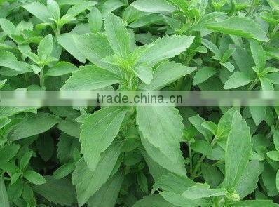 GMP manufacturer supply natural Sweetening Agent Stevia Extract powder Stevioside, Rebaudioside A
