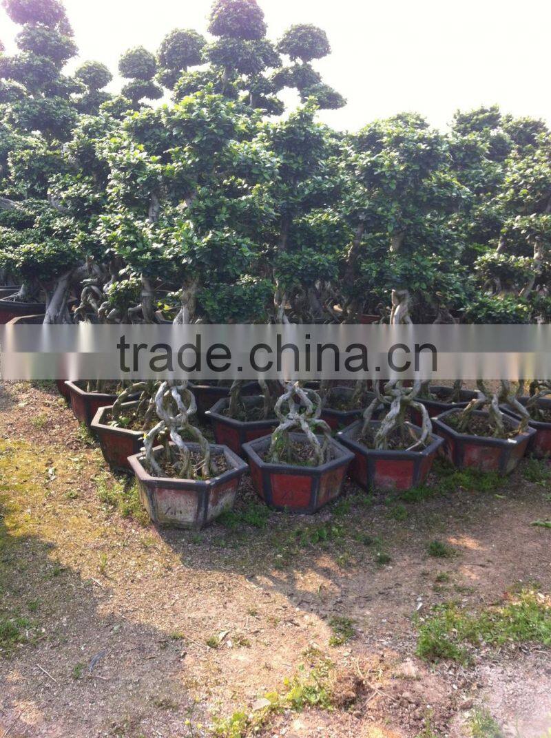 Middle size Braid tower shape bonsai ficus microcarpa