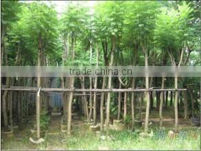 Jacaranda mimosifolia