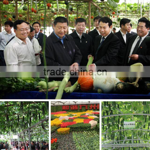 Early maturity anti-crack good commodity super jingxin melon seeds