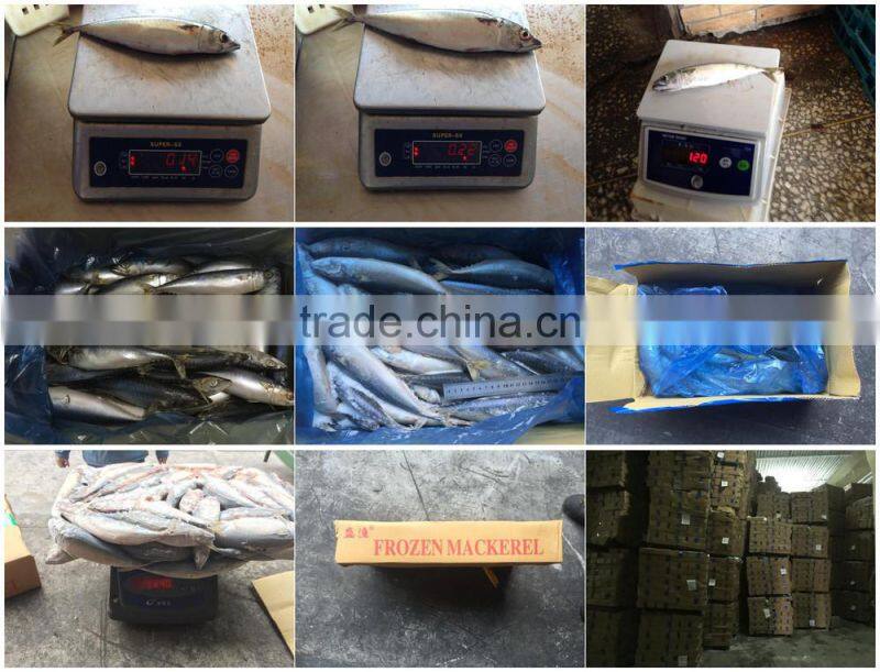 Pacific Mackerel for bait