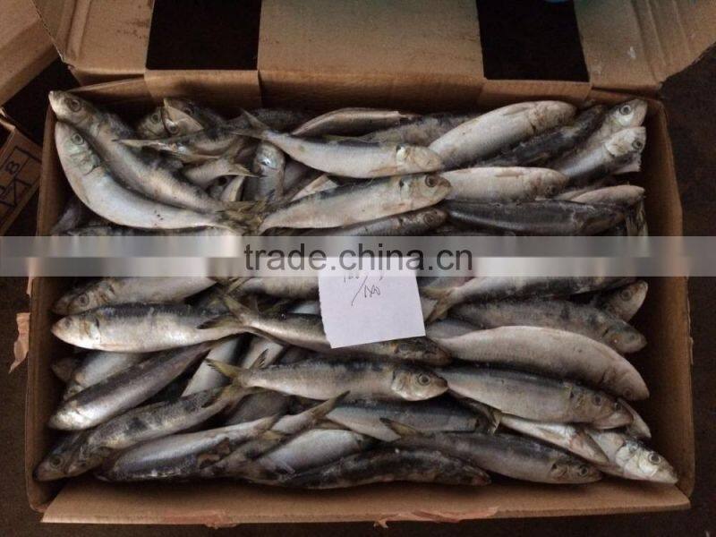 Frozen Sardine Fish for Can