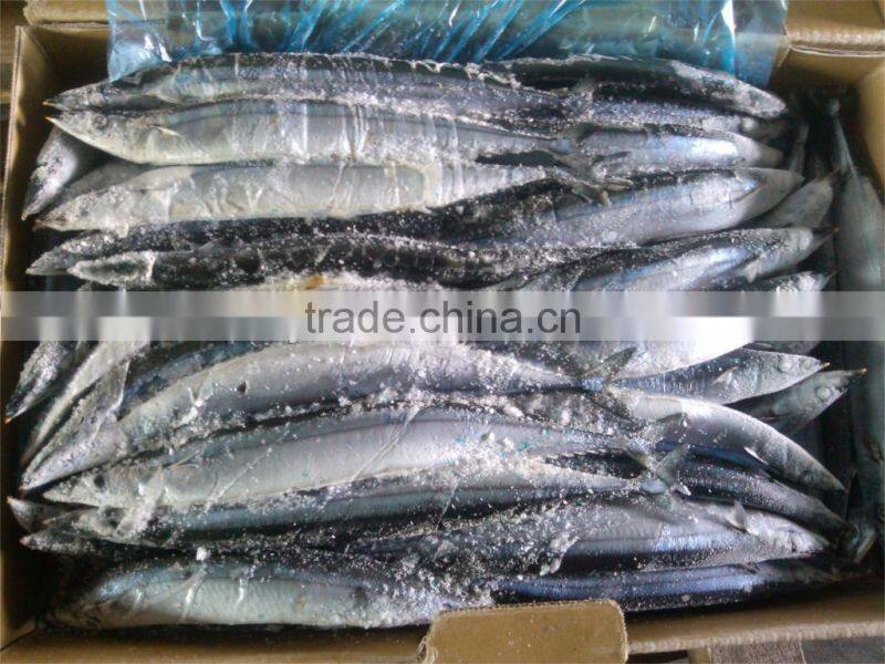 Size #3 frozen saury