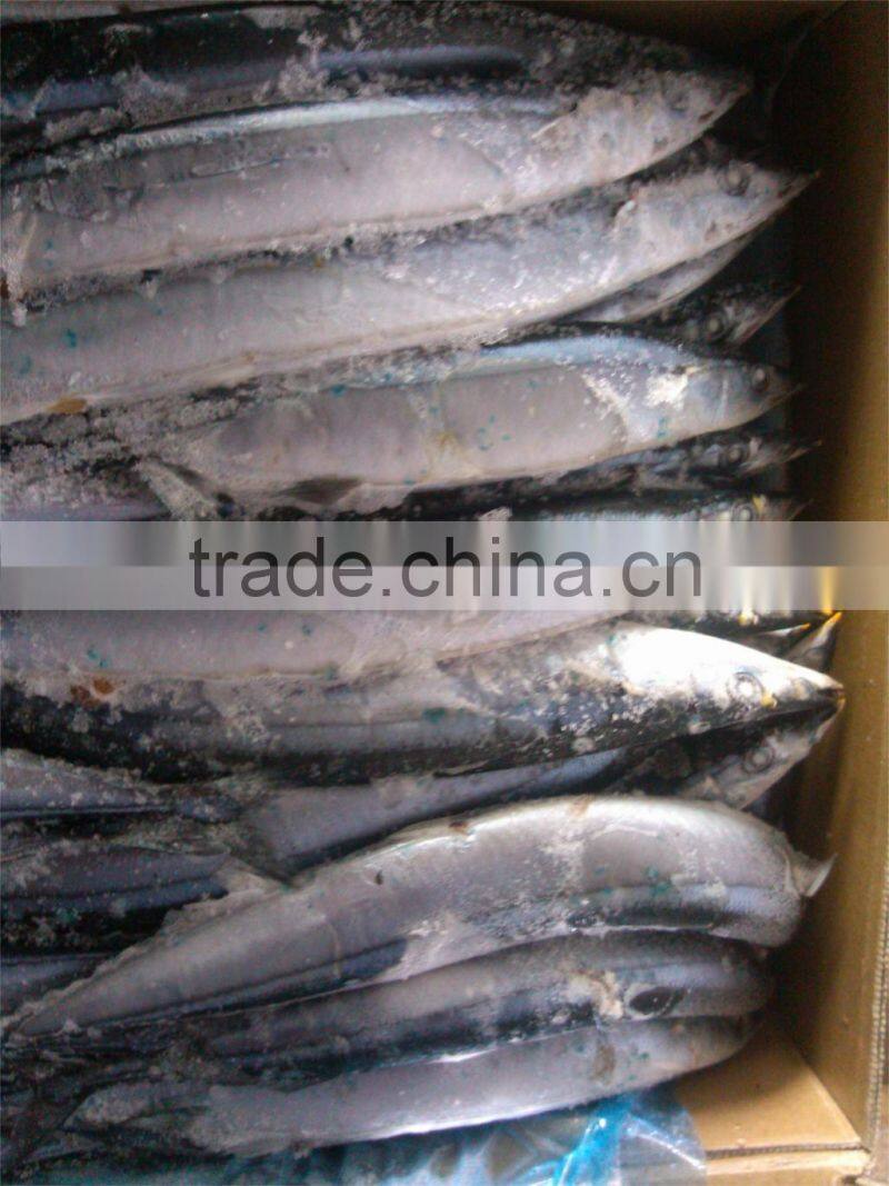 Size #3 frozen saury