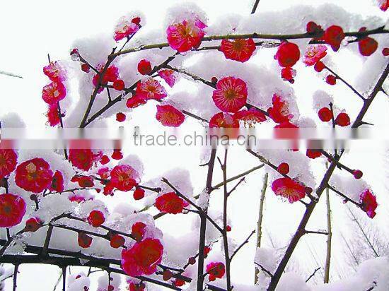 manufacturer for high quality 220g dual side matte color inkjet photo paper with competitive price