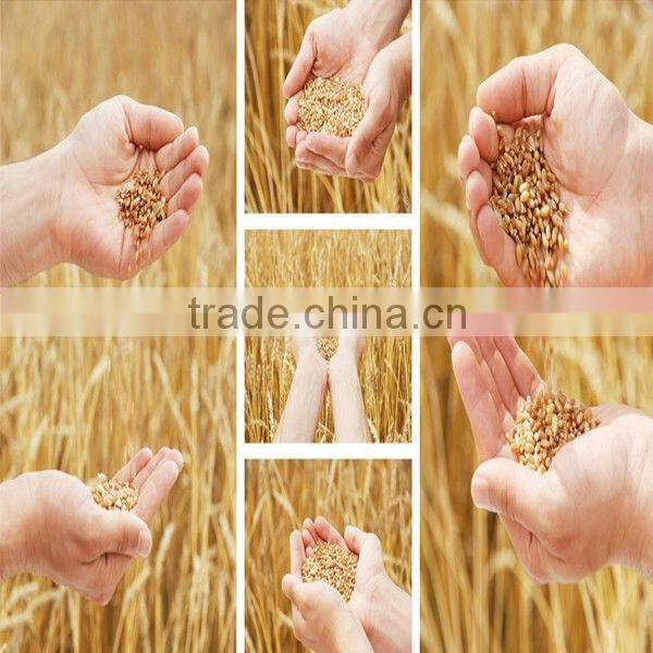 Hot selling sone flour mill