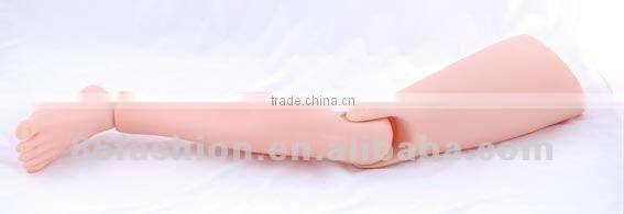 anatomical models,train model,skeleton model,manikin