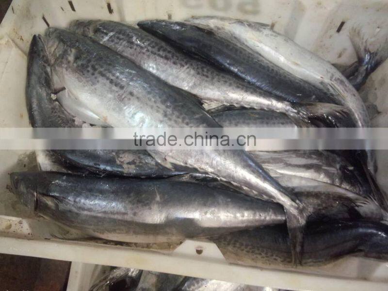 Spanish mackerel Fillet/King Fish meat