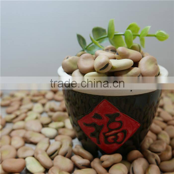 High quality yellow broad beans / faba beans / fava beans for canning food