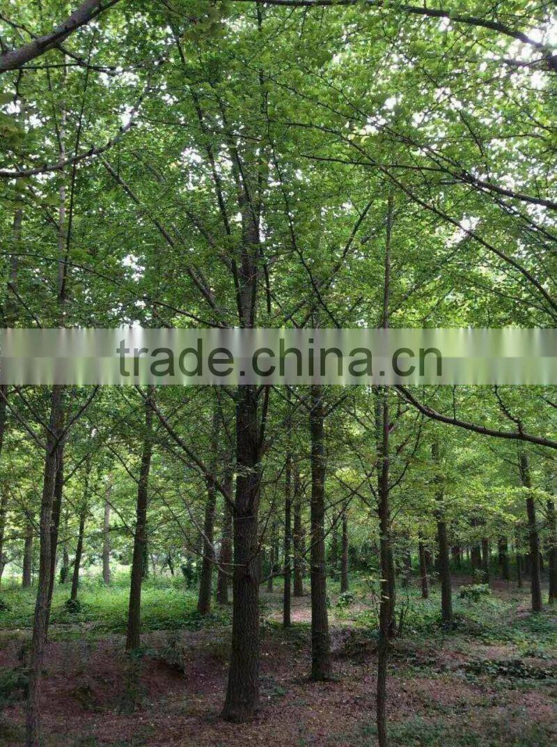 Ginkgo biloba L
