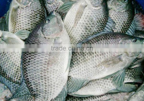 Export Hot Sell Frozen Tilapia