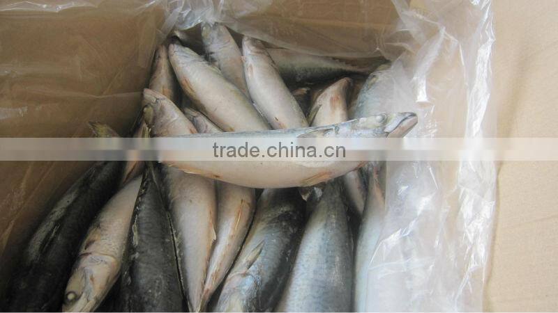 NEW ARRIVAL FROZEN MACKEREL