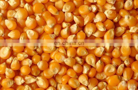 NEW TYPE COMMERCIAL sweet corn peeling machines/corn husk peeling machine