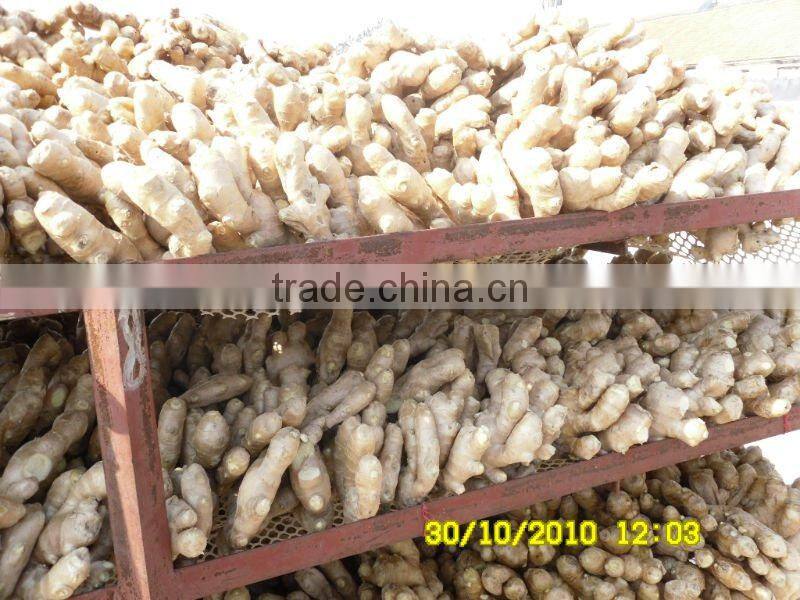 Chinese fresh ginger