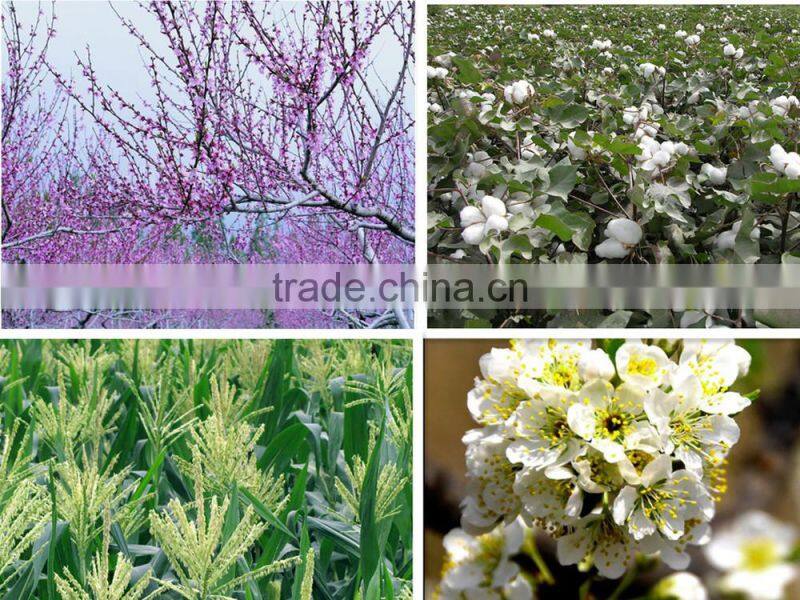 cheaper seaweed organic granular NPK fertilizer