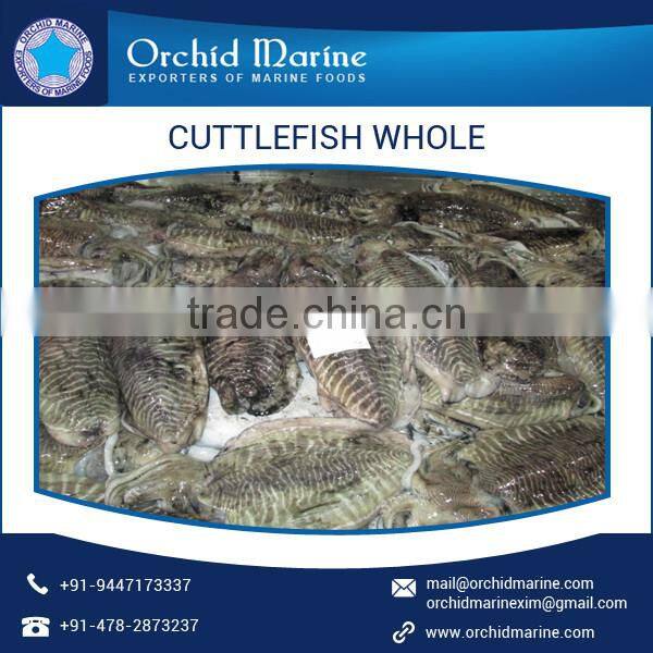 2016 Stock Frozen Whole Cleaned Cuttlefish Exporter / Seller / Supplier
