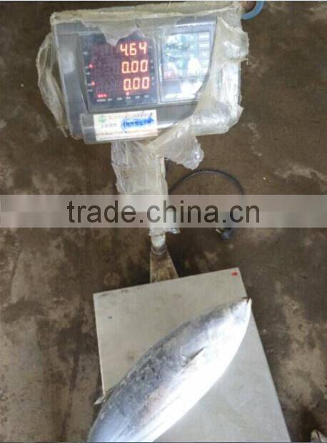 Seafood Frozen Skipjack Tuna Whole Round