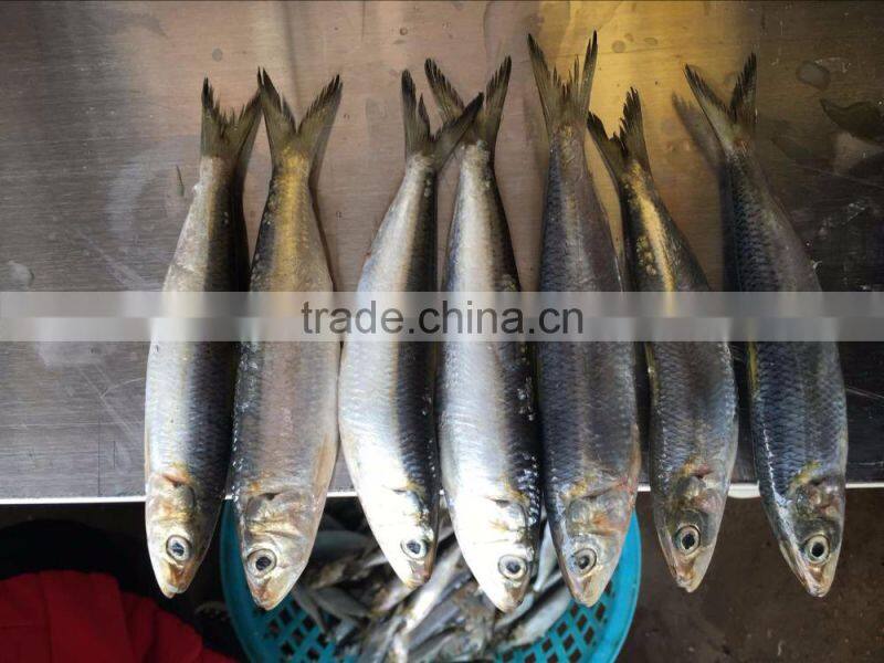 Sardine Fish