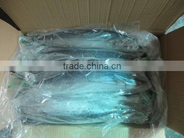 frozen whole spanish mackerel for sale