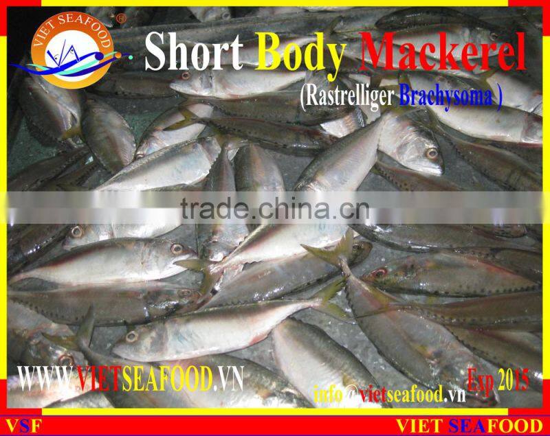 FROZEN SHORT BODY MACKEREL WHOLE ROUND